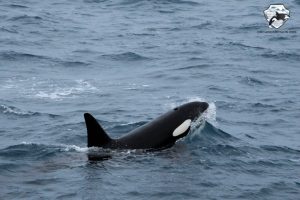Iceland Orca Watching in January