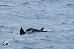 Iceland Orca Whale Watching January