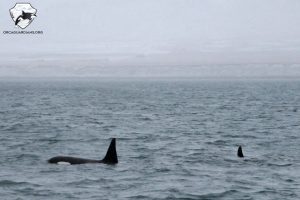 Iceland Orca Whale Watching January