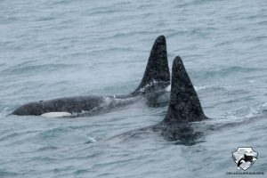 Iceland Orca Whale Watching in January