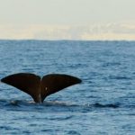 Iceland Sperm Whales January 2019