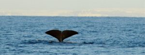 Iceland Sperm Whales January 2019