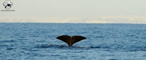 Iceland Sperm Whales January