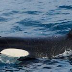 Iceland Whale Watching February 2019