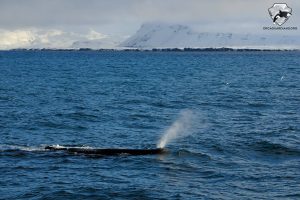 Iceland Whale Watching in February