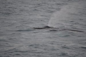 Whale Watching Tours Iceland in February