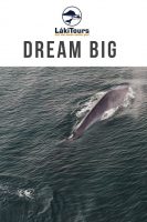blue whales in iceland