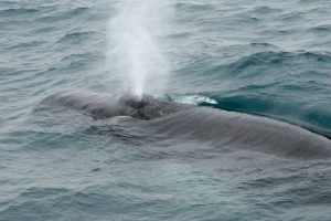 christmas in iceland - winter whale watching