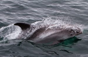 dolphins in iceland