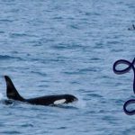 new year in iceland - new year with orcas