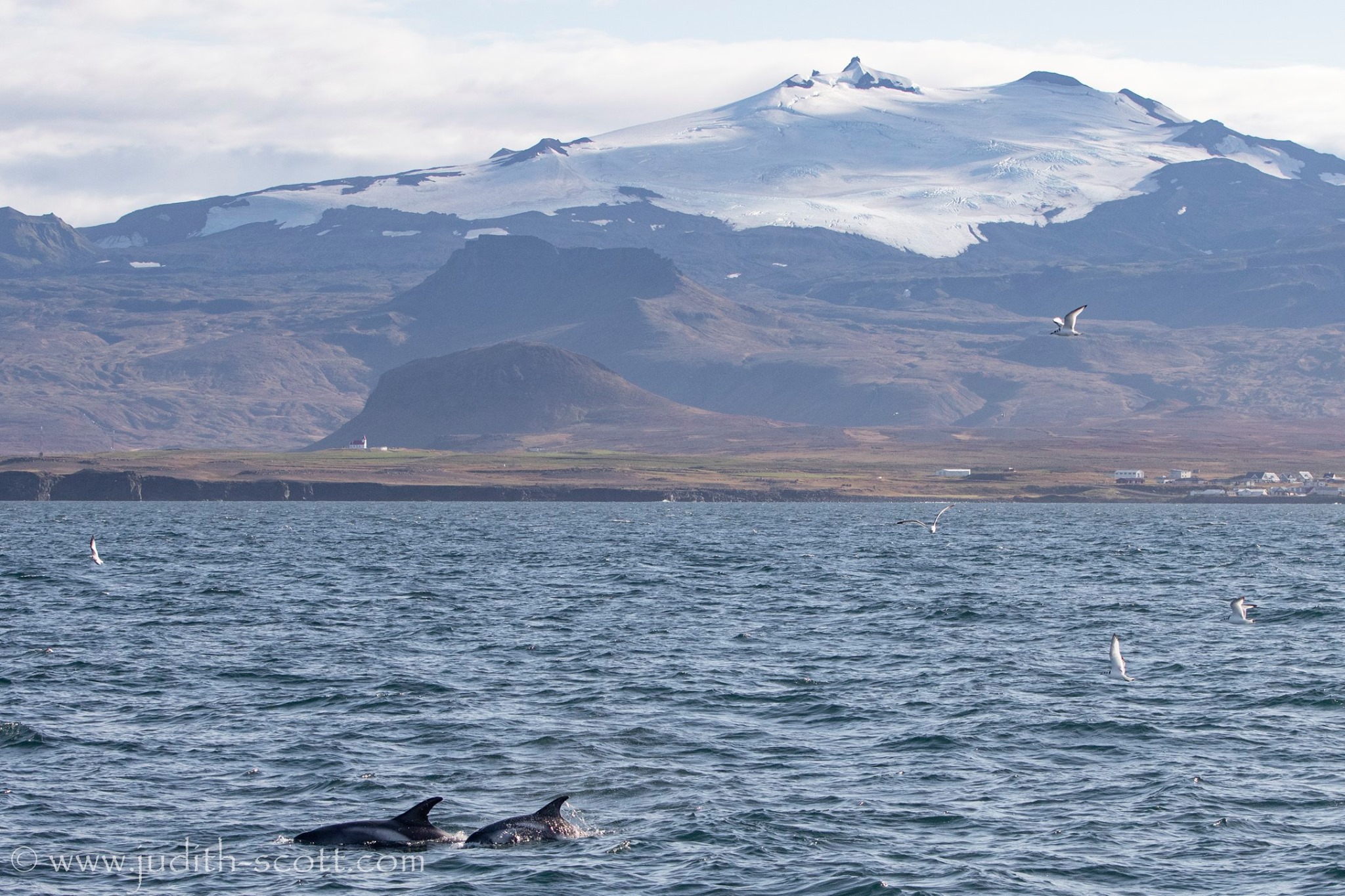 Whale Watching in Snaefellsnes, Best Place for Whale Watching in Iceland