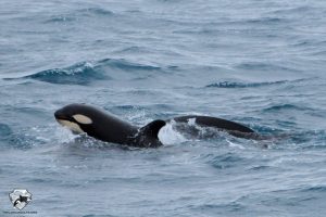 orca guardians iceland - whale sighting with Láki Tours