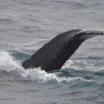 whale watching iceland in february 2019