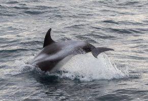 white beaked dolphin iceland