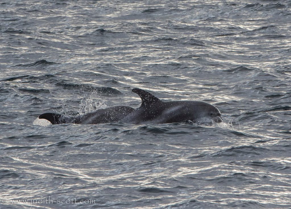 white beaked dolphins iceland | lakitours.com