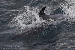 white beaked dolphins in iceland