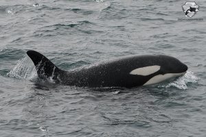 Iceland Orca Watching April