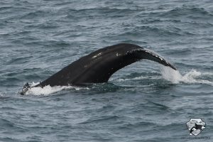 Iceland Whale Watching April