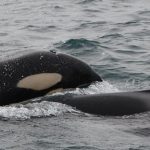 Iceland Whale Watching April Orcas Snaefellsnes