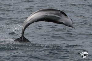Iceland Whale Watching in April