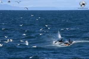 iceland easter 2019 - whale watching snaefellsnes