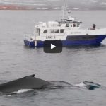 whale watching in the westfjords