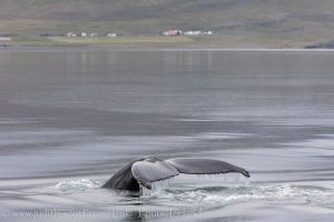 Affordable Whale Watching Iceland