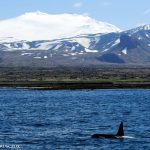 Best Things to Do in Snaefellsnes Peninsula Iceland - Whale Watching with Láki Tours