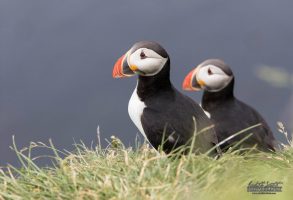 Grimsey Puffin Tour Westfjords