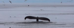 Iceland Whale Watching July - Westfjords Holmavik