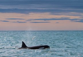 Orcas Island beste Zeit Walbeobachtung