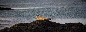 Snaefellsnes Peninsula Iceland - Watch Seals in Ytri Tunga West Iceland