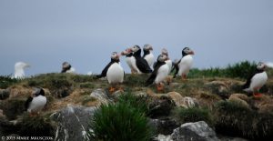 Things to do in the Westjords - Puffin Tour from Drangsnes - Grimsey close to Holmavik