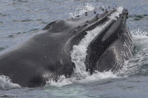 Wale in Island Snaefellsnes