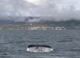 Whale Watching Holmavik Iceland