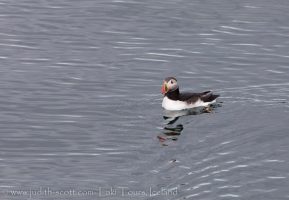 Whale Watching Iceland Summer Puffins