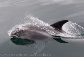 Whale Watching Iceland Summer Westfjords