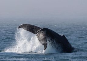 Whale Watching Westfjords