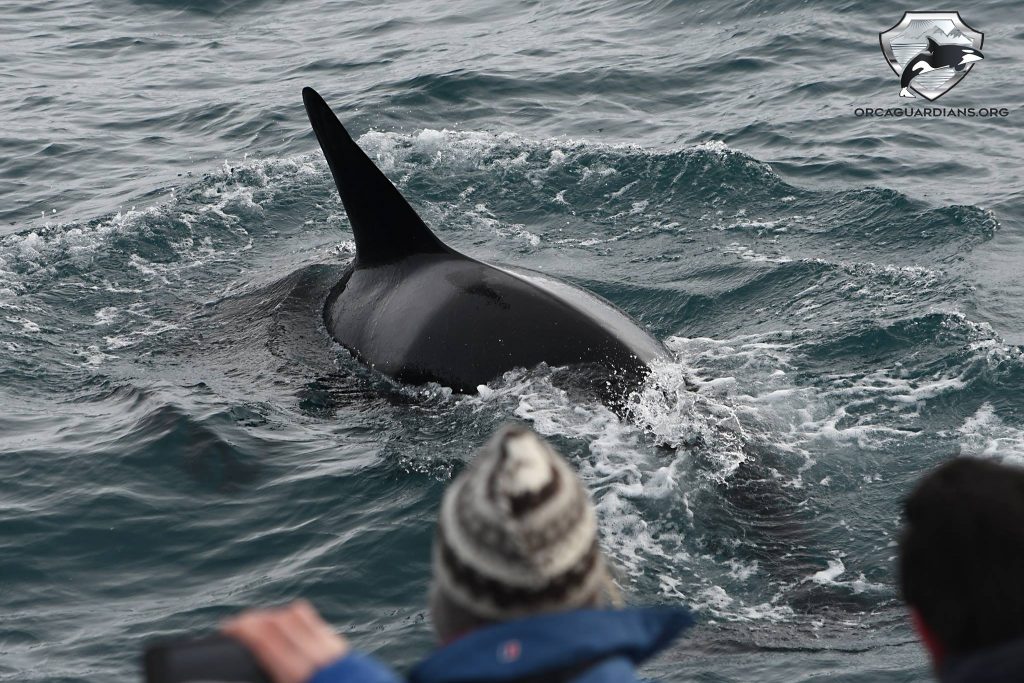 Whale Watching in Island | lakitours.com