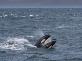 walbeobachtung Snaefellsnes - Orcas in Island