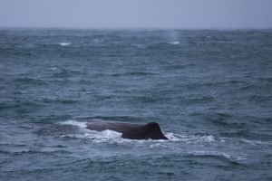 Best Whale Watching Iceland