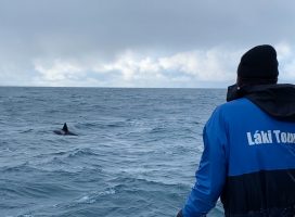 Iceland Whale Watching Snaefellsnes Peninsula