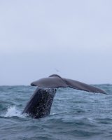 Iceland Whale Watching Snaefellsnes with Laki Tours