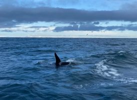 Orca Watching Iceland with Láki Tours