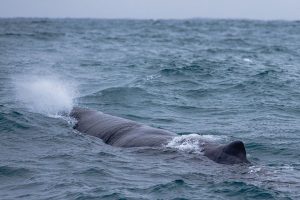 Sperm Whale Watching Iceland