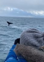 Whale Watching Olafsvik