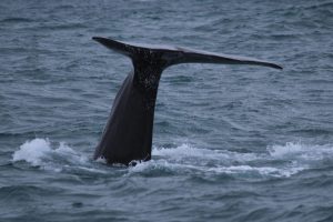 Whale Watching Snaefellsnes Láki Tours