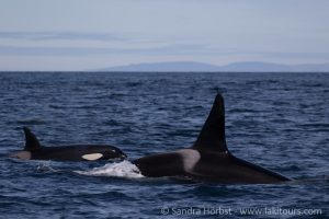 Iceland Orca Watching June