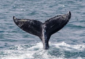 Iceland Whale Watching June Westfjords