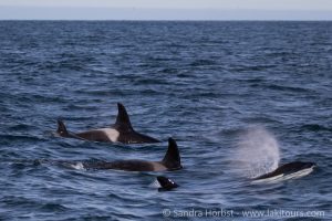 Iceland Whale Watching in June